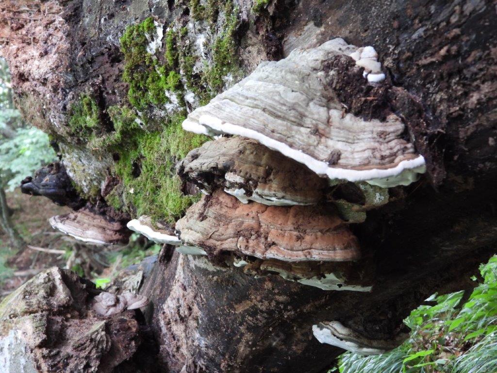 Ganoderma oppure Fomes